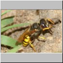 Philanthus triangulum - Bienenwolf w38a beim Nestbau - Sandgrube OS-Wallenhorst.jpg